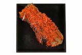 Bright Orange Crocoite Crystal Cluster - Tasmania #148524-3